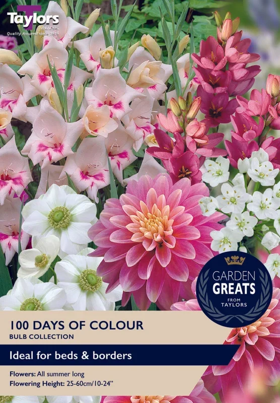 Taylor’s Bulbs – 100 Days Of Colour Collection Bulbs