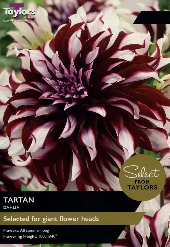 Taylor’s Bulbs – DAHLIA TARTAN Bulbs