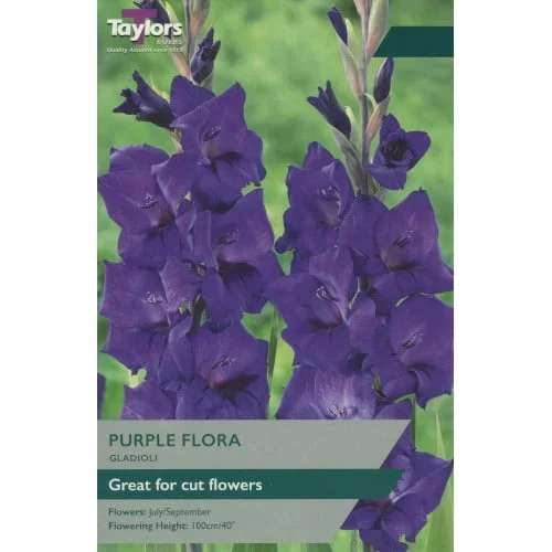 Taylor’s Bulbs – GLADIOLI PURPLE FLORA Bulbs