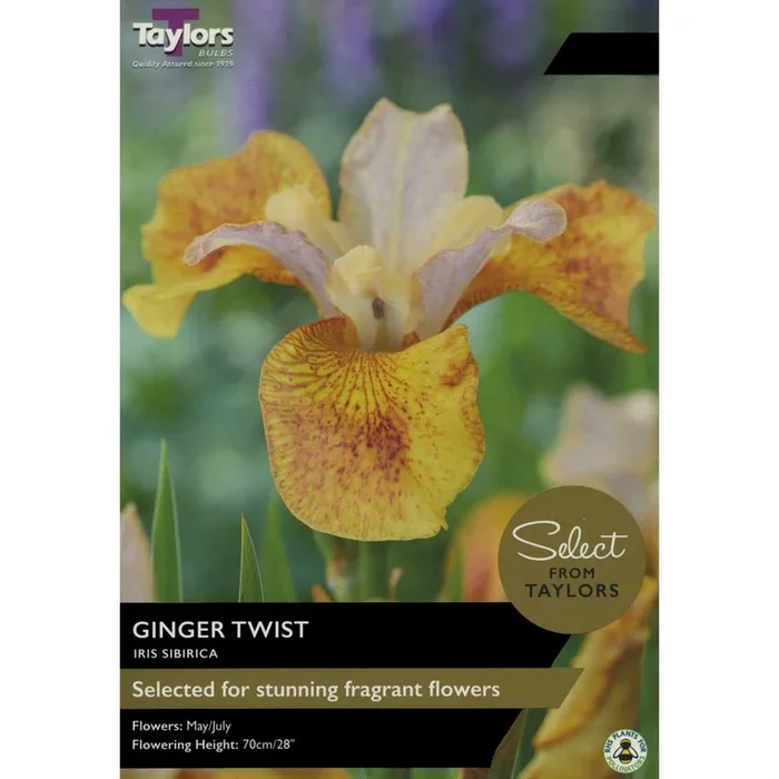 Taylor’s Bulbs – IRIS SIBIRICA GINGER TWIST Bulbs