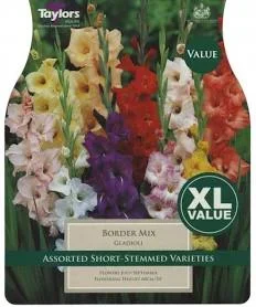 Taylor’s Bulbs -GLADIOLI BORDER MIXED Bulbs