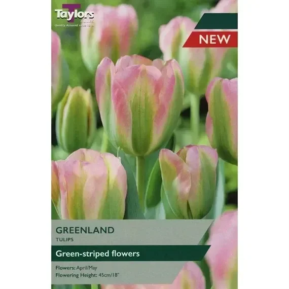 Taylors Bulbs Tulip Greenland – Pack of 5 (TP591)