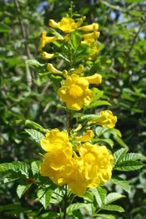 Tecoma stans –Mayan Gold Esperanza–