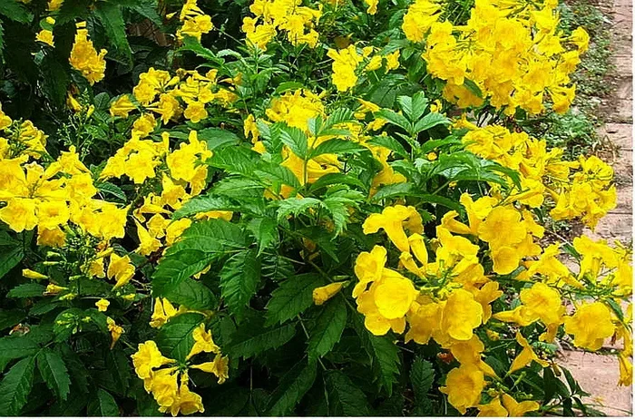 Tecoma stans ‘Nana’ –Dwarf Yellow Bells Esperanza–