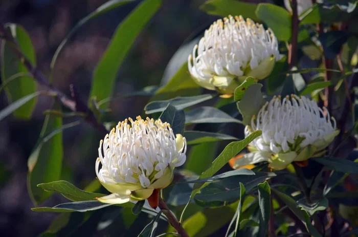 Telopea ‘White’ Waratah 8″ Pot