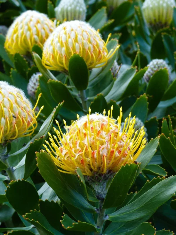 Telopea ‘Wild Brumby Georgie Girl’ Waratah 6″ Pot