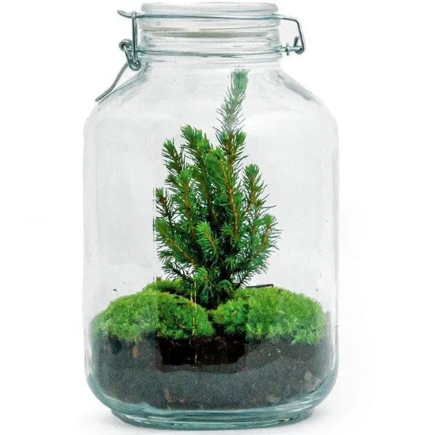 TERRARIO CON ÁRBOL DE NAVIDAD