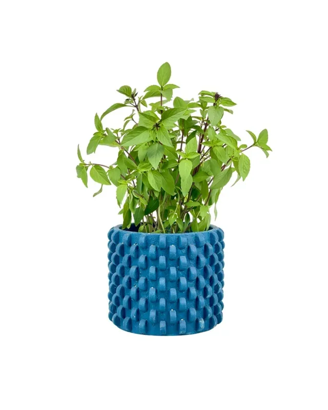 Thai Basil
