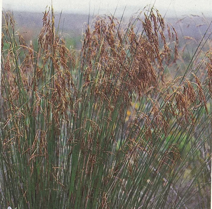 Thamnochortus insignis (male)