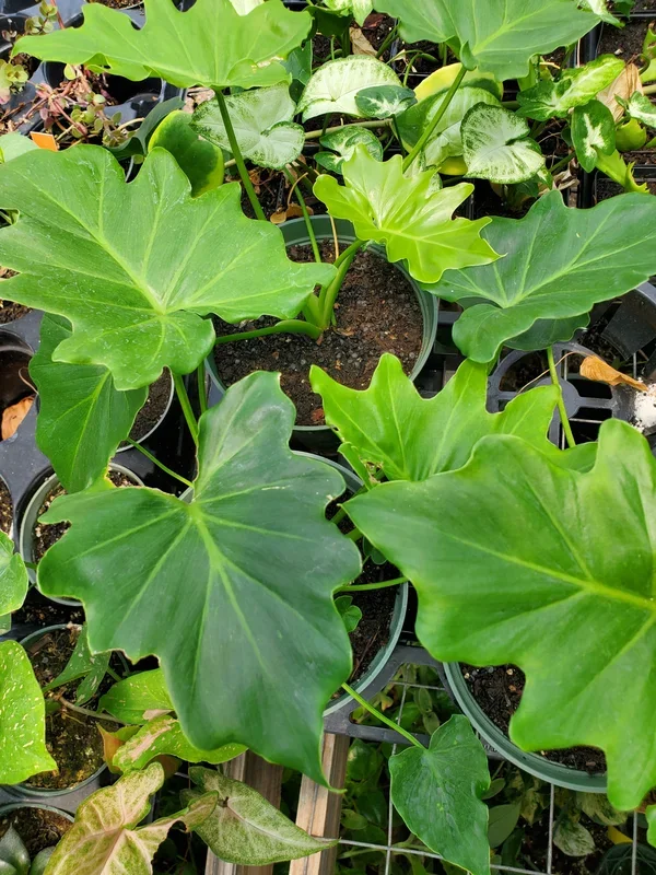 Thaumatophyllum bipinnatifidum –Utopia Philodendron–
