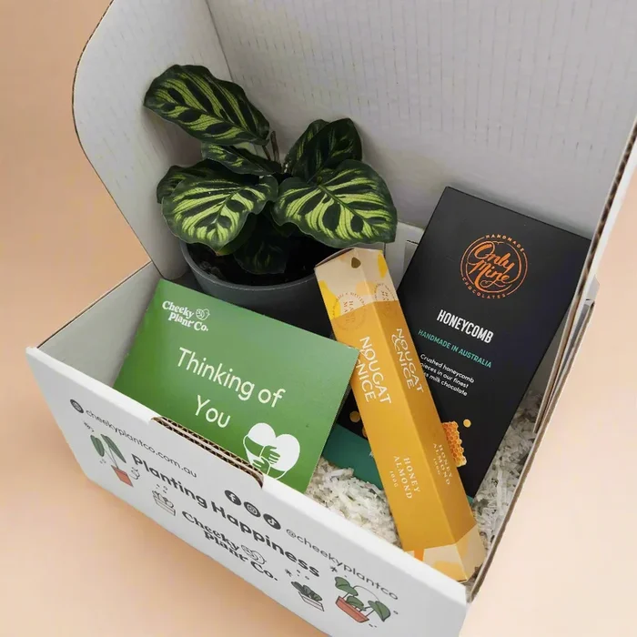 Thinking of You / Comforting Condolence Plant Gift Box
