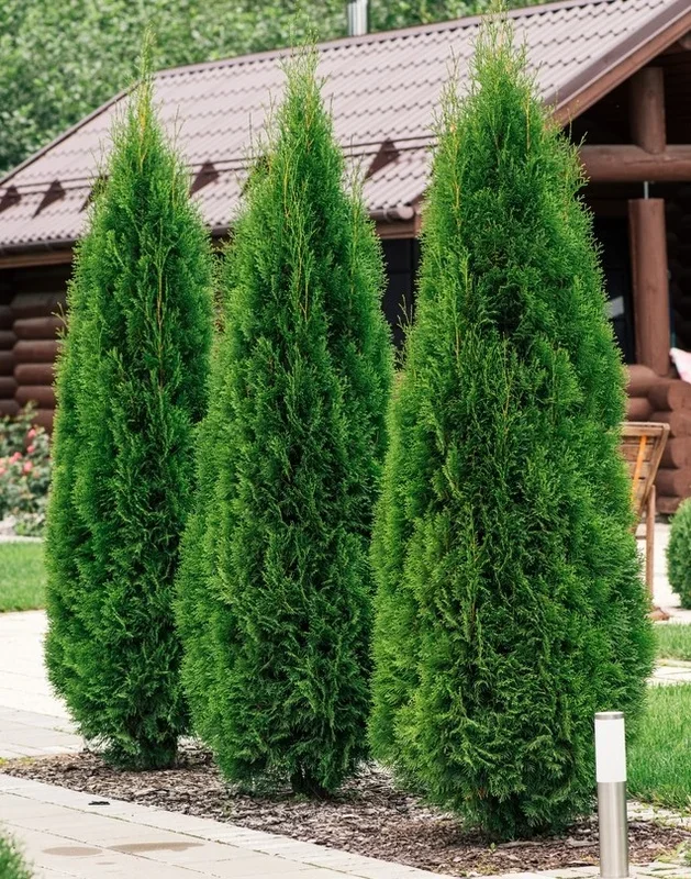 Thuja ‘Smaragd’ Conifer