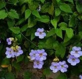 Thunbergia grandiflora
