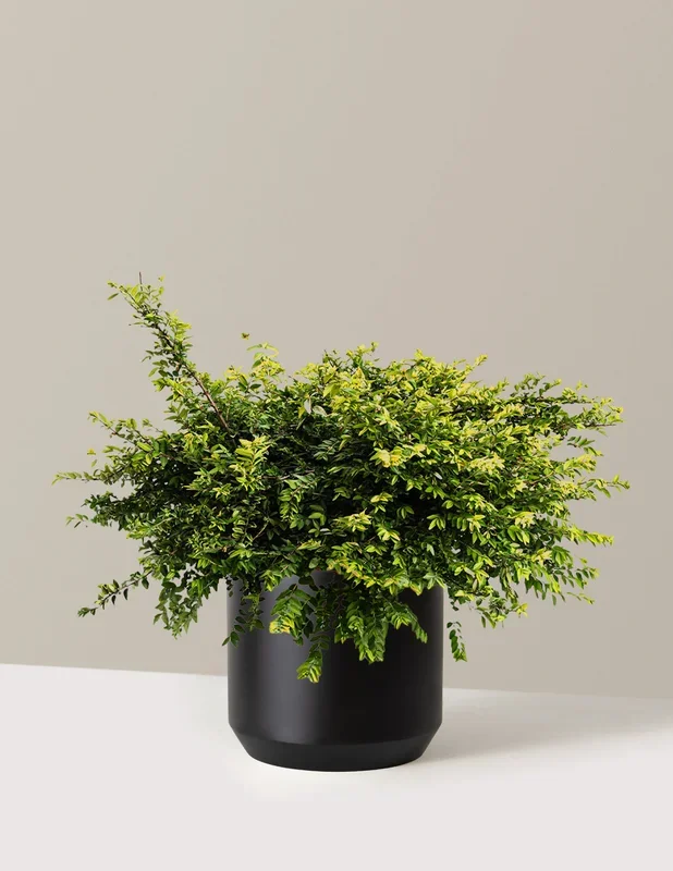 Thunderbolt® Box Honeysuckle