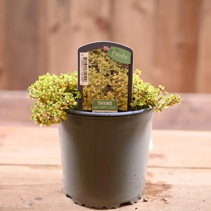 Thyme Archers Gold – Thymus Citriod. 1L