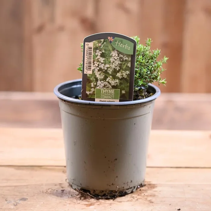 Thyme Common – Thymus Vulgaris Compactus 1L