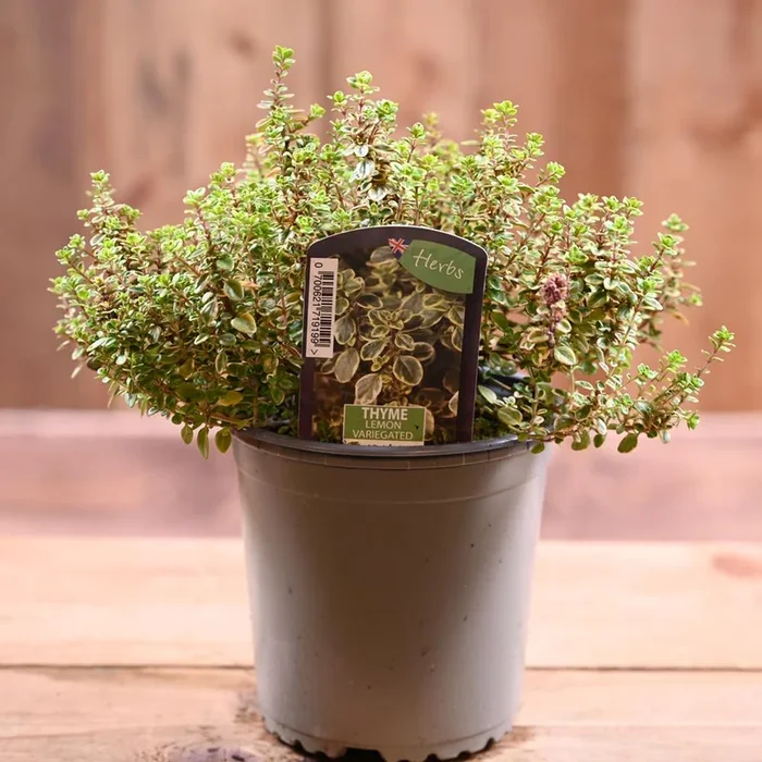 Thyme Lemon Variegated – Thymus Citriod. ‘Aureus’ 1L