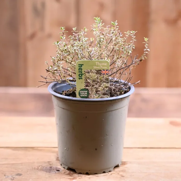Thyme Silver Posie – Thymus Vulgaris 1L
