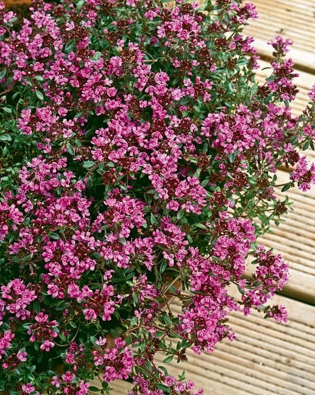 Thymus ‘Crimson Creeping Thyme’ 6″ Pot