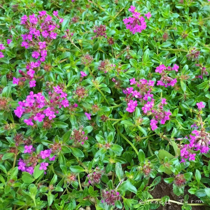 Thymus Pink Chintz 4.25in Thyme CF creeping