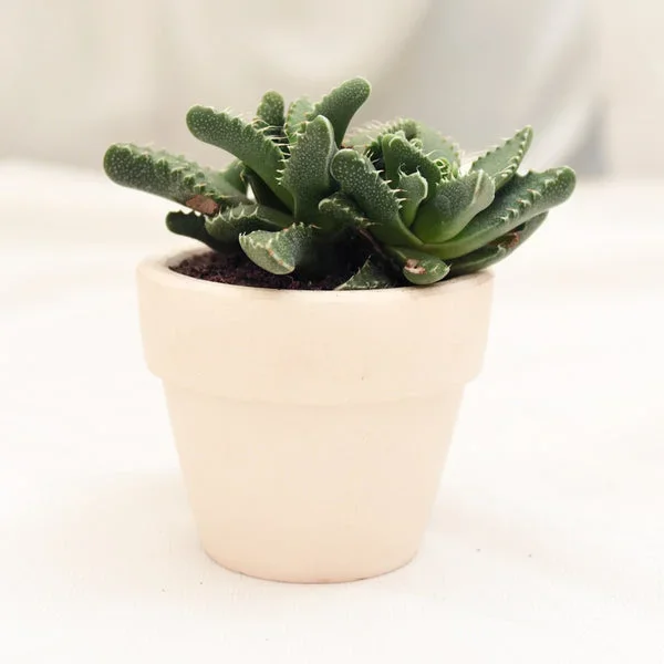 Tiger’s Jaw Crassula
