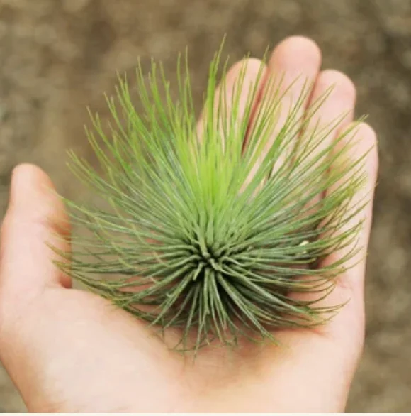Tillandsia Andreana med green 4-5in