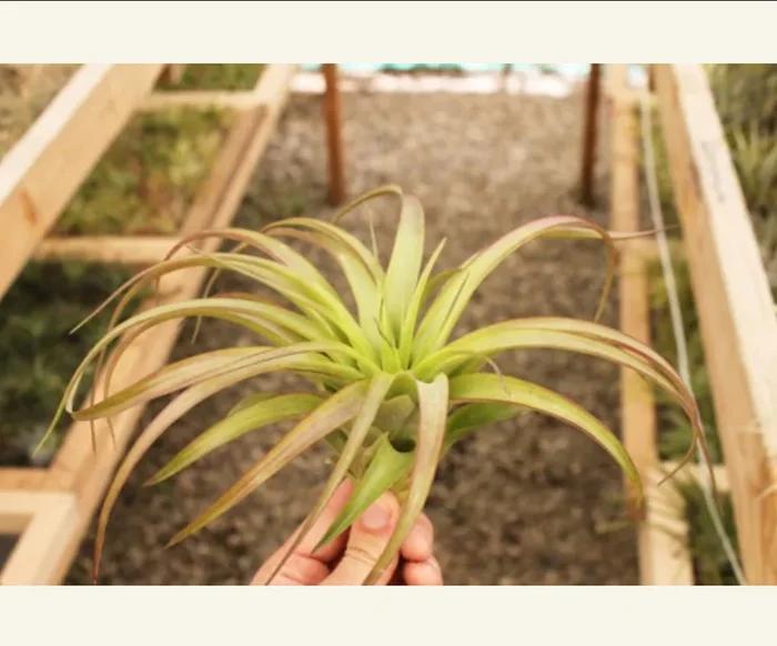 Tillandsia Brachycaulos 8in