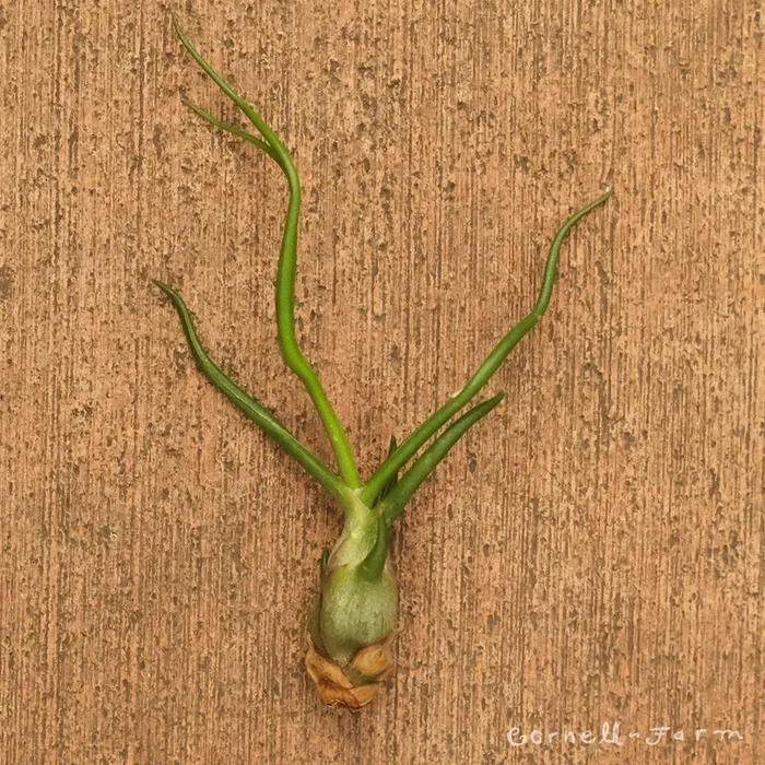 Tillandsia Bulbosa Guatemala 4-5in