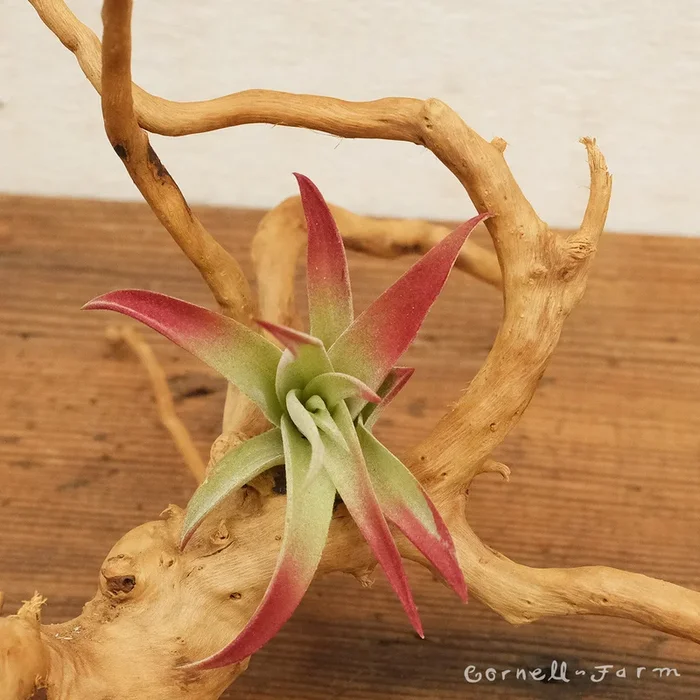 Tillandsia Harrisii Burgundy 4in