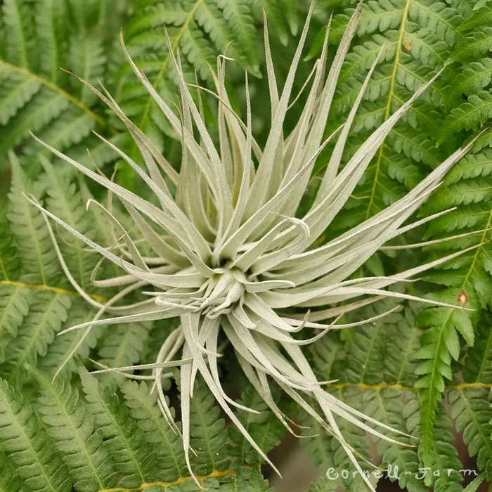 Tillandsia Houston Dark Pink 4-6in