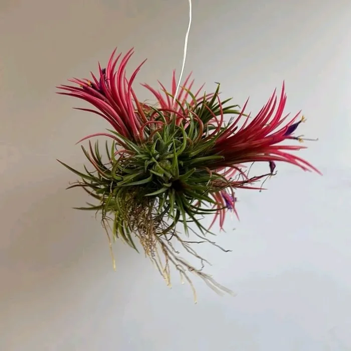 Tillandsia Ionantha ‘Fuego’