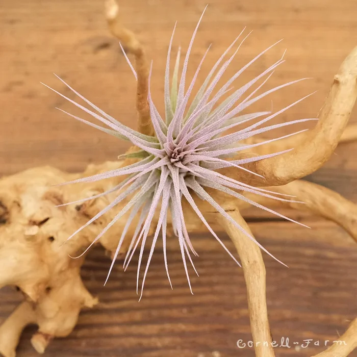 Tillandsia Ionantha Lilac