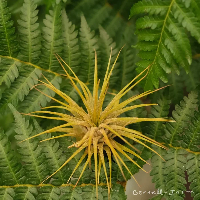 Tillandsia Ionantha Orange
