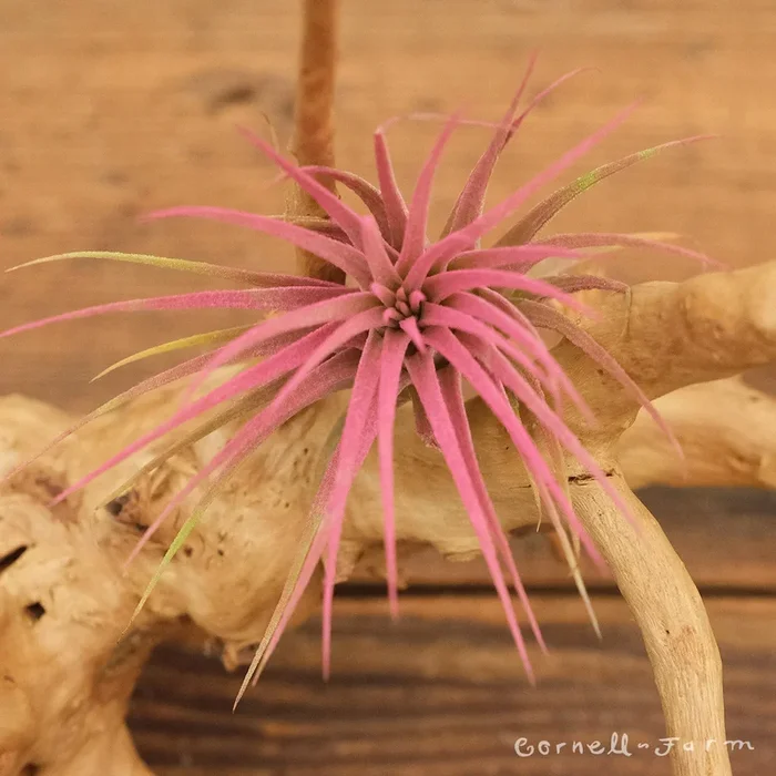 Tillandsia Ionantha Raspberry Rubra 2-3in