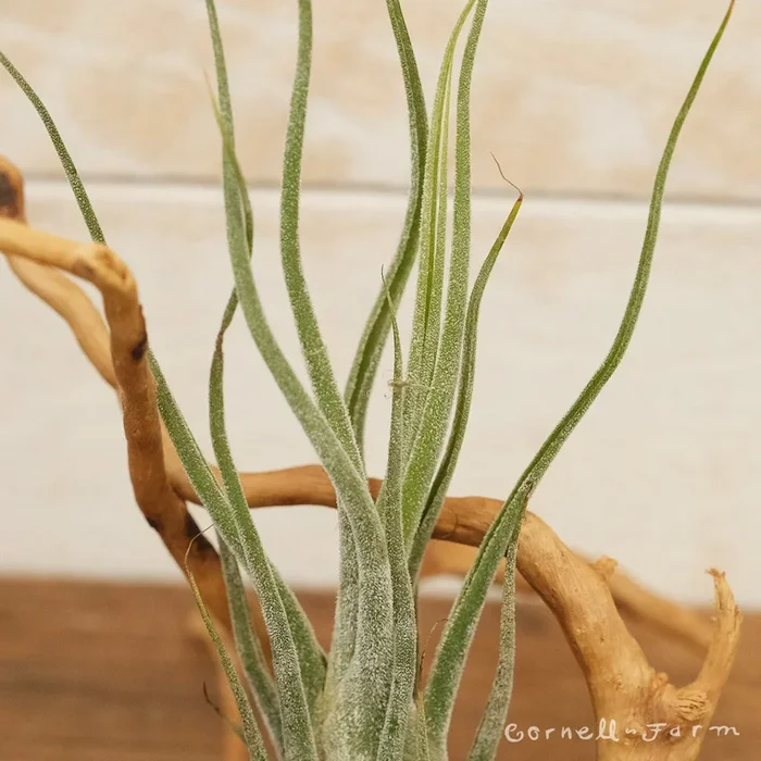 Tillandsia Pruinosa Columbia