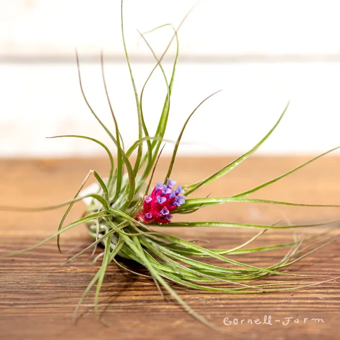 Tillandsia Stricta 6-7in Light Green
