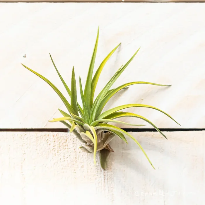 Tillandsia Velutina 5-6in