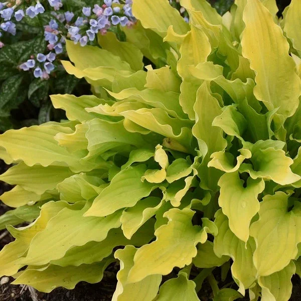 Time in a Bottle – Medium Hosta