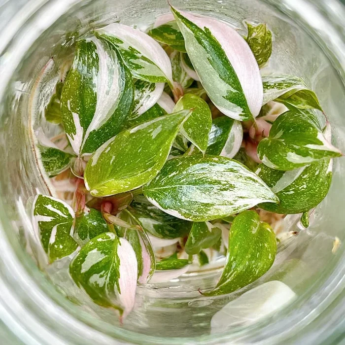 Tissue Culture – Philodendron Pink Princess