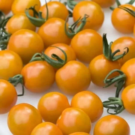Tomato ‘Orange Cherry’ 4″ Pot