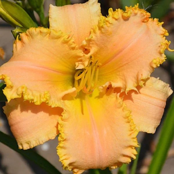 Tomboy with Lace – Daylily