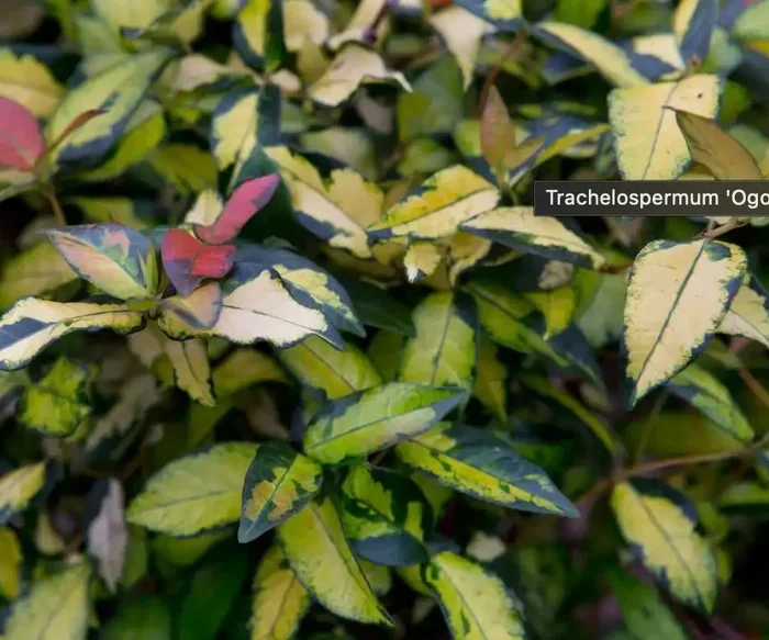 Trachelospermum asiaticum ‘Ogon Nishiki’