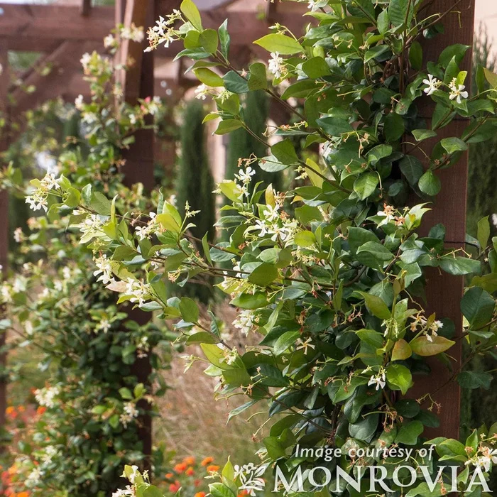 Trachelospermum jas Madison 5gal ST Star Jasmine