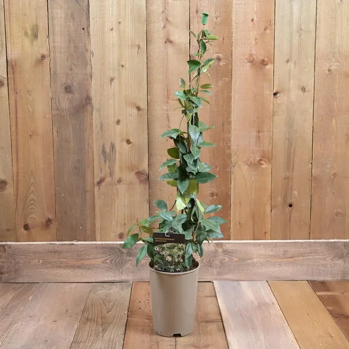 Trachelospermum Jasminoides 3L
