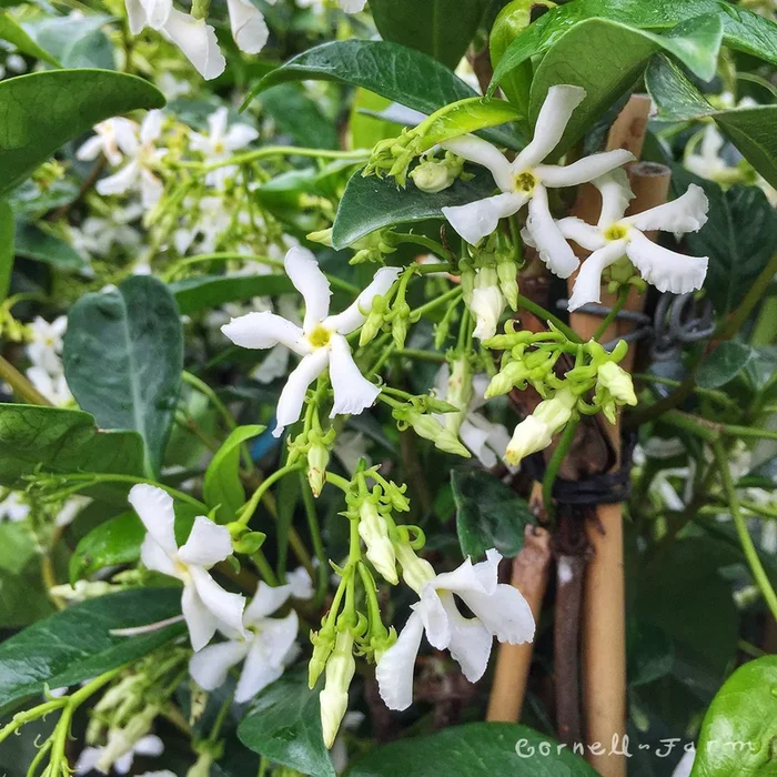 Trachelospermum jasminoides 5gal Star Jasmine