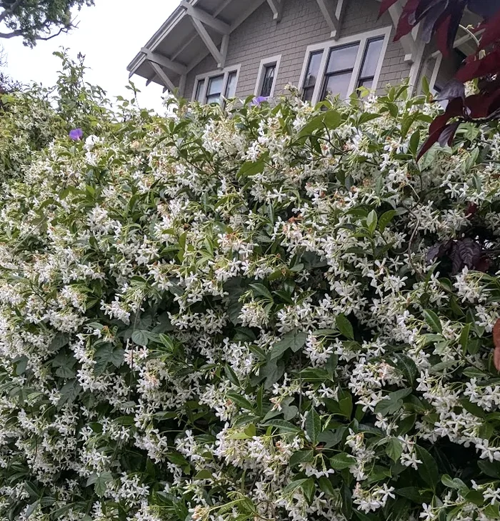 Trachelospermum jasminoides