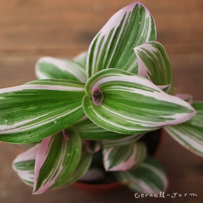 Tradescantia albiflora 4in Nanouk