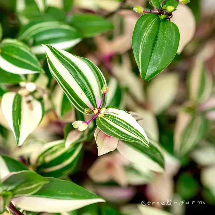 Tradescantia fluminensis 6in Pink Variegated Tricolor