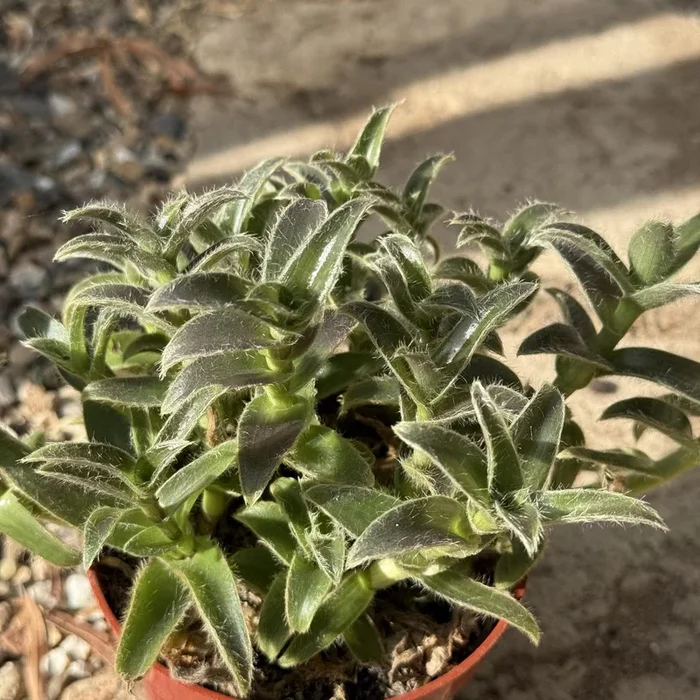 Tradescantia somaliensis ‘Kitten Ears’