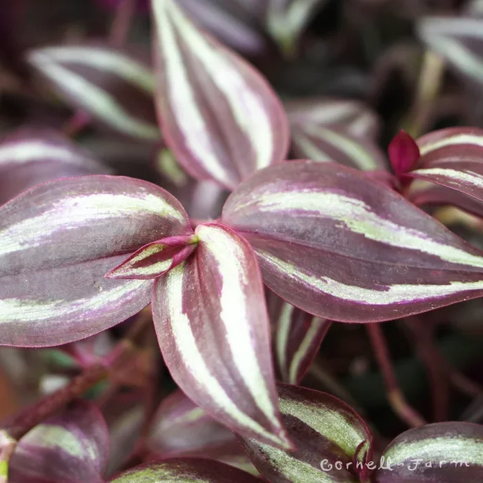 Tradescantia zebrina 4in Purple Spiderwort
